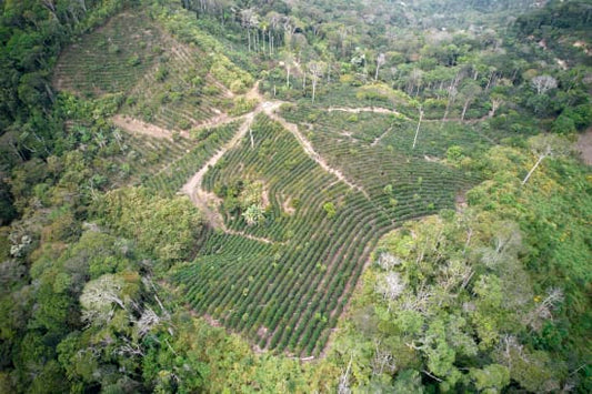 Bolivia - Finca El Mirador - Pacamara Washed Anaerobic