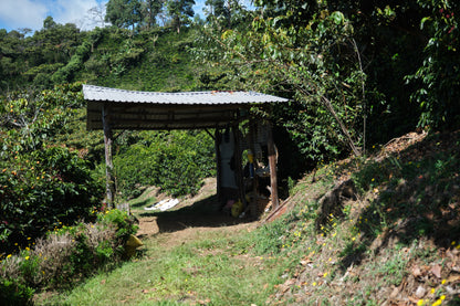 Costa Rica - Finca El Venado - SL-28 Honey
