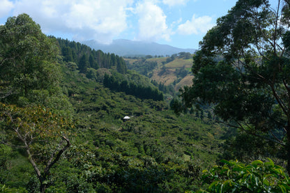 Costa Rica - Finca El Venado - SL-28 Honey