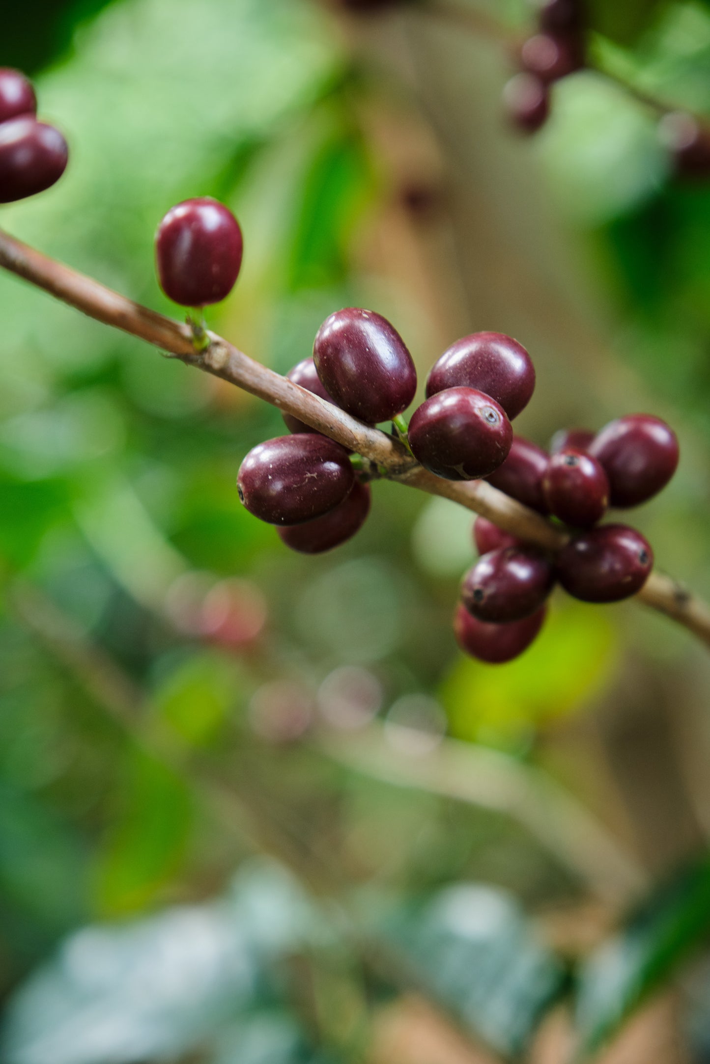Costa Rica - Finca El Venado - SL-28 Honey