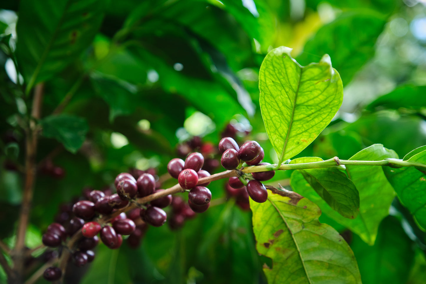 Costa Rica - Finca El Venado - SL-28 Honey