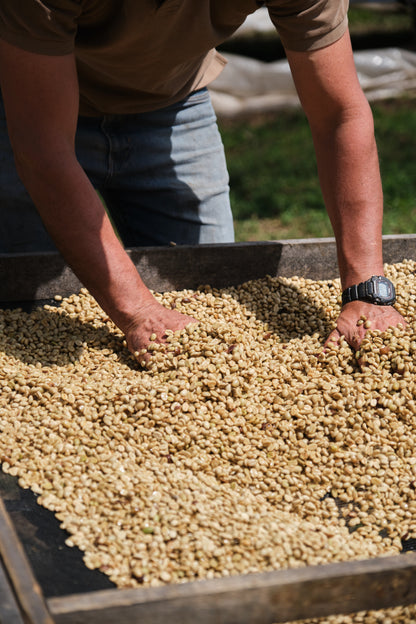 Costa Rica - Finca El Venado - SL-28 Honey