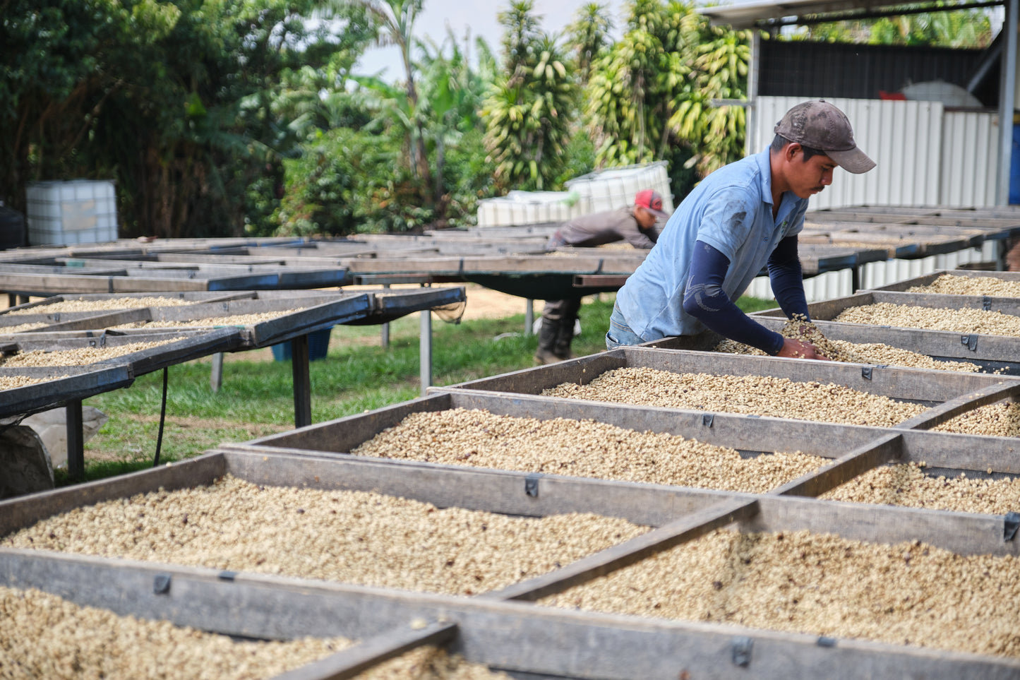 Costa Rica - Finca El Venado - SL-28 Honey