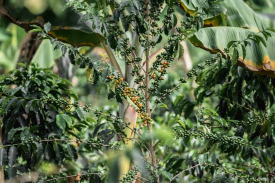 Colombia - Finca El Mirador