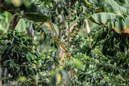 Colombia - Finca El Mirador