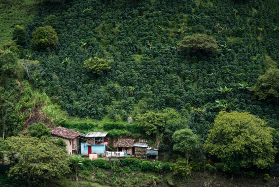 Colombia - Finca El Mirador
