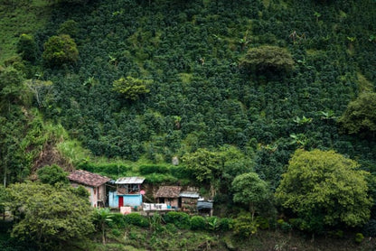 Colombia - Finca El Mirador