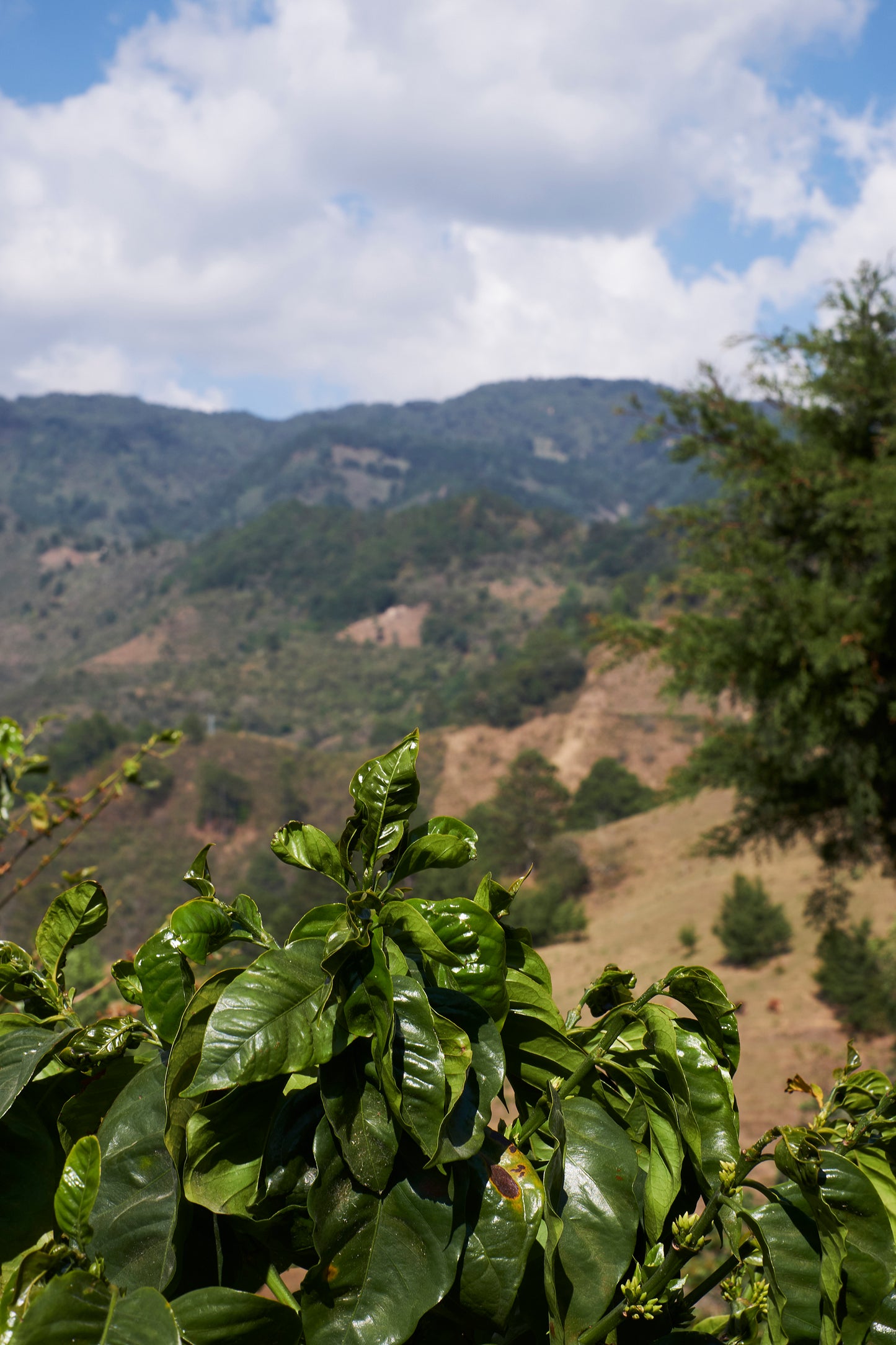 El Salvador - Finca Talquesalar - Geisha