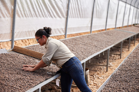Nicaragua - Tierra Madre - Women Producers