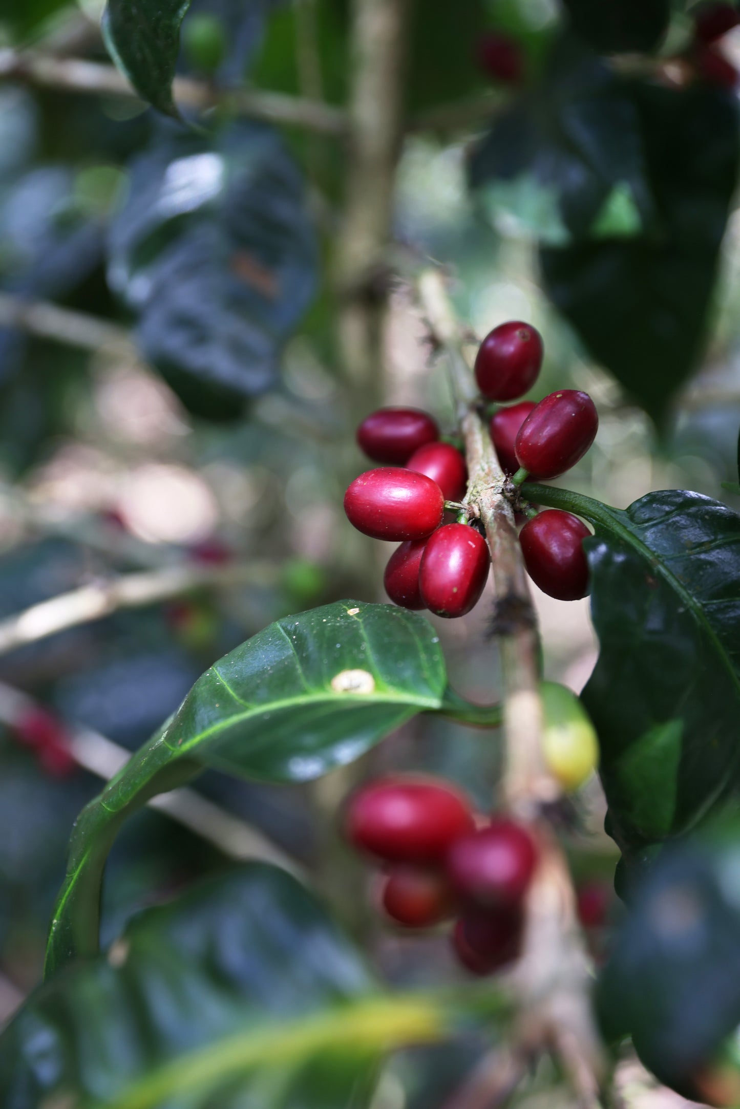Nicaragua - Tierra Madre - Women Producers