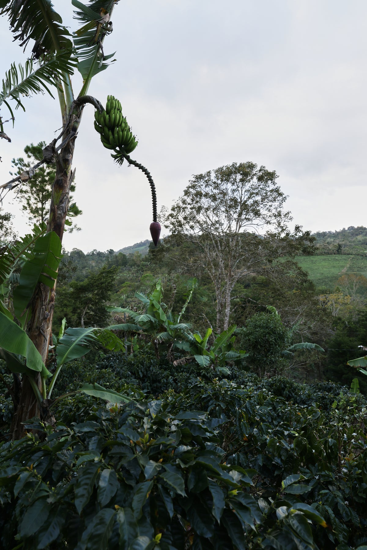 Nicaragua - Tierra Madre - Women Producers