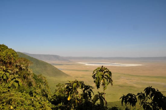 Tanzania - Washed Peaberry